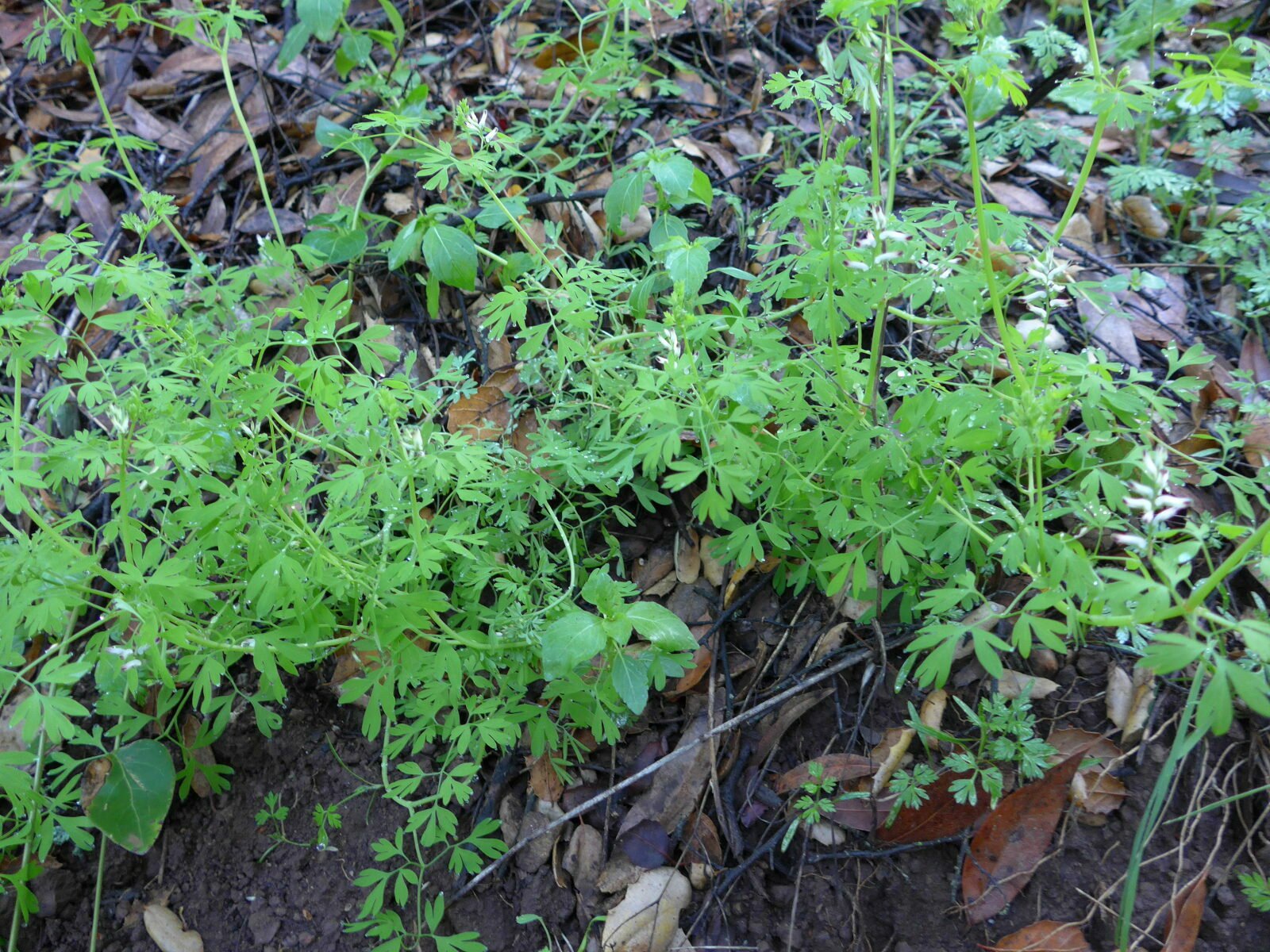 High Resolution Fumaria parviflora Plant